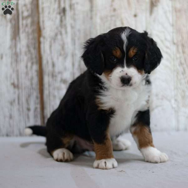 Fido, Mini Bernedoodle Puppy